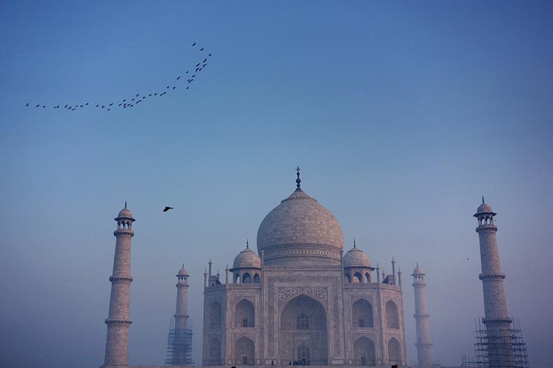 Birds flying over the Taj Mahal