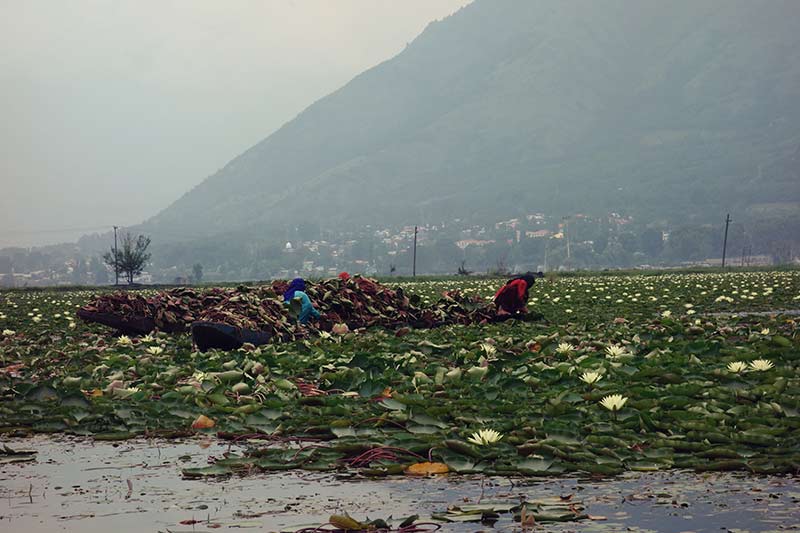 Lotus pickers on Dal Lake